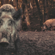 A pair of feral hogs.